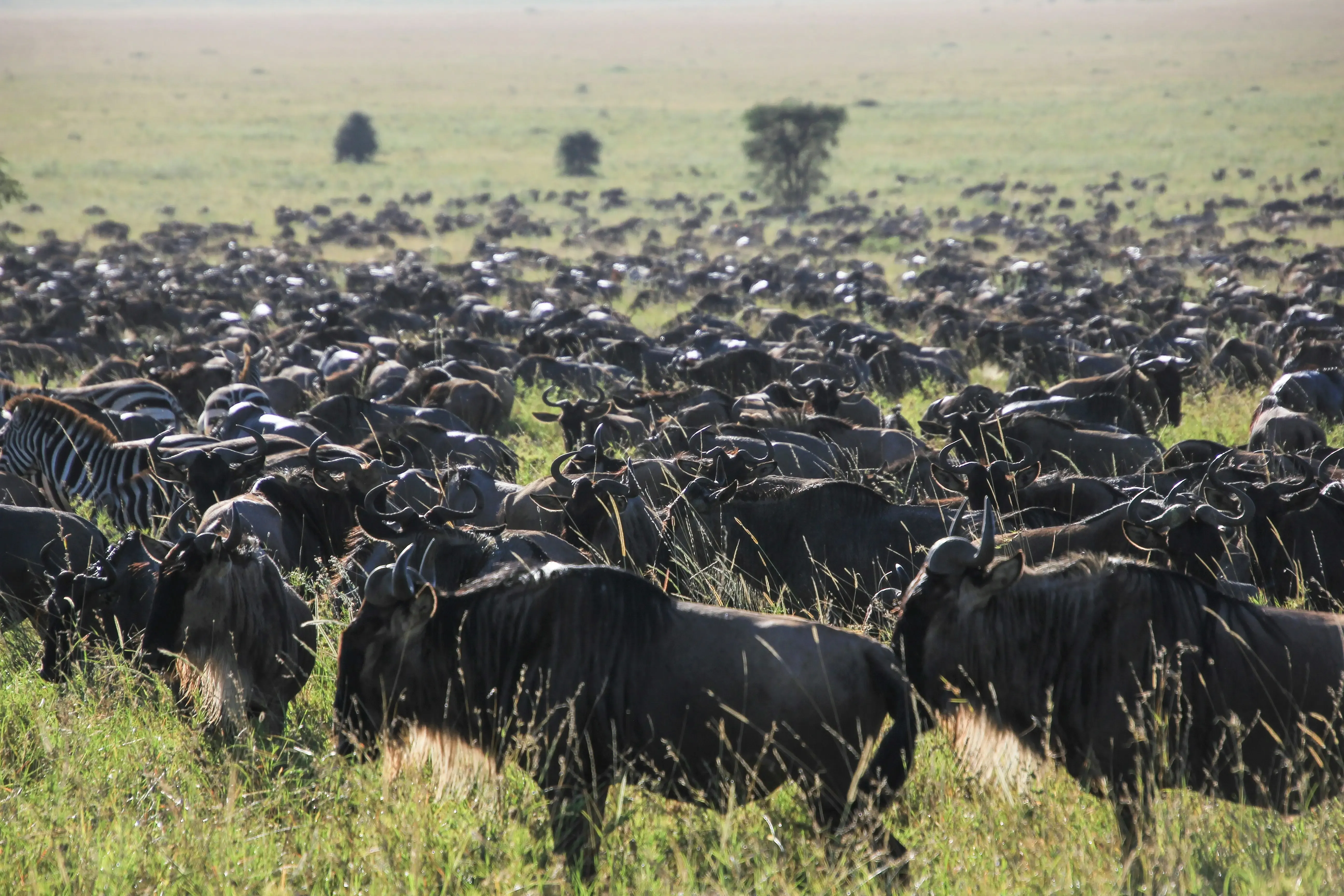 The Great Migration: Nature’s Greatest Wildlife Journey